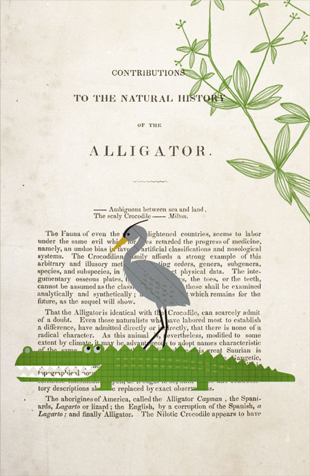 Illustration of alligator and great blue heron